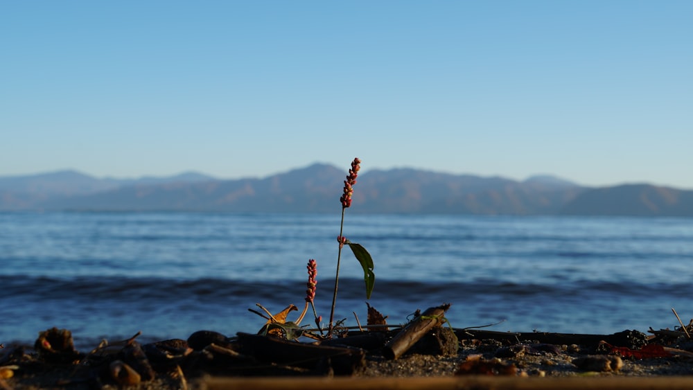 a view of a body of water with mountains in the background