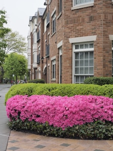 A row of brick townhouses with manicured landscaping, featuring a vibrant pink azalea bush in the foreground, green hedges, and trees lining the sidewalk.