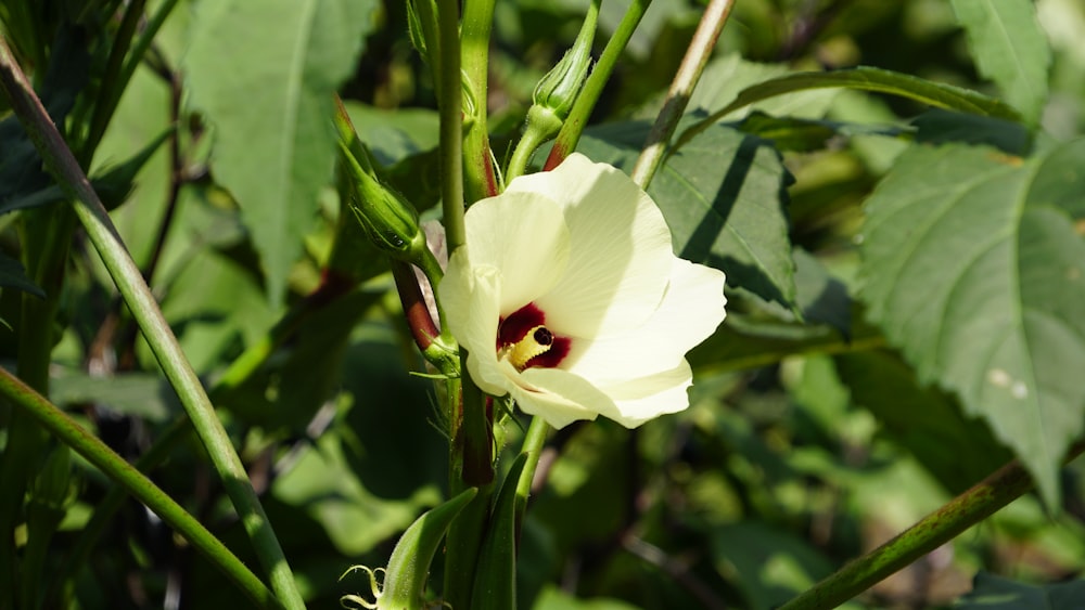 a close up of a flower on a plant