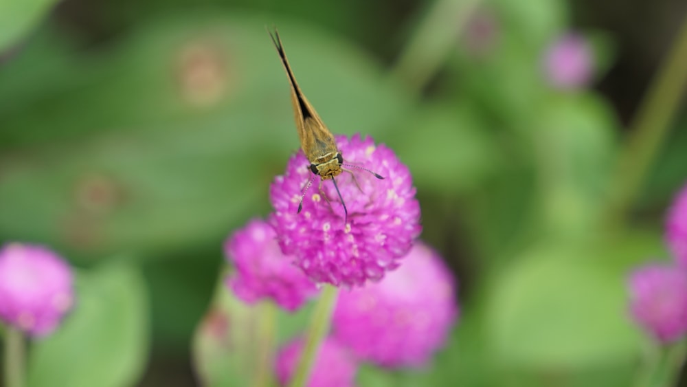 a close up of a flower with a bug on it