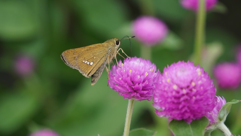 a brown butterfly sitting on top of a purple flower