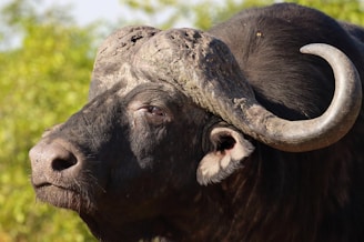Close-up of a water buffalo's textured skin and calm eyes.