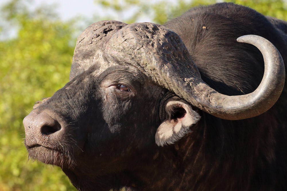 Un primer plano de un toro con grandes cuernos