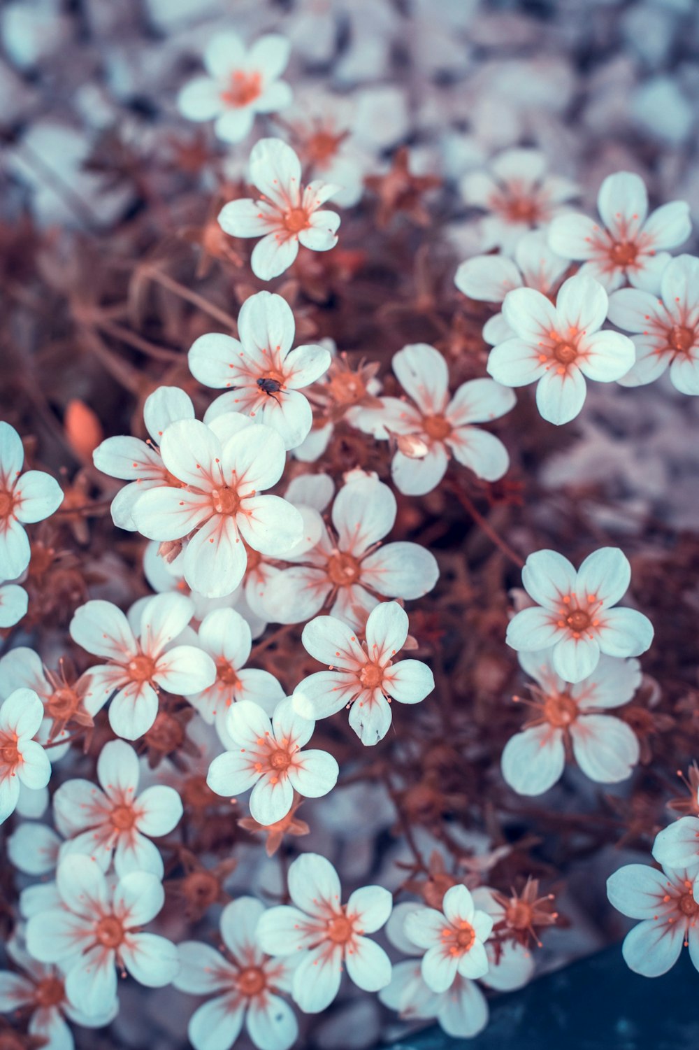 a bunch of white flowers sitting on top of a rock