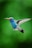 a hummingbird flying in the air with a green background