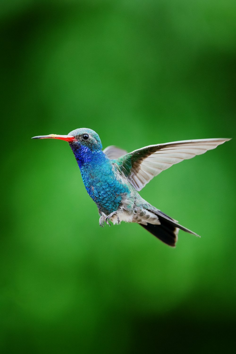 a hummingbird flying in the air with a green background