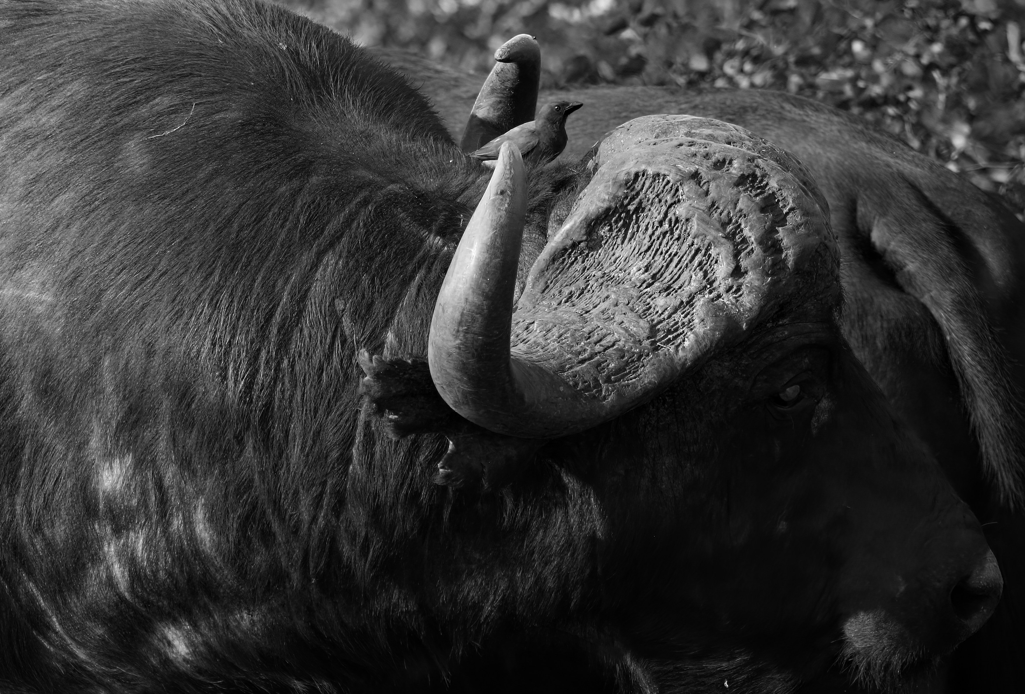 لماذا يملك الإنسان ذقناً فريداً؟ (المستوى B2) — a black and white photo of an animal with horns