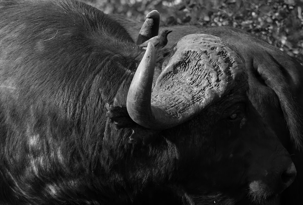 a black and white photo of an animal with horns