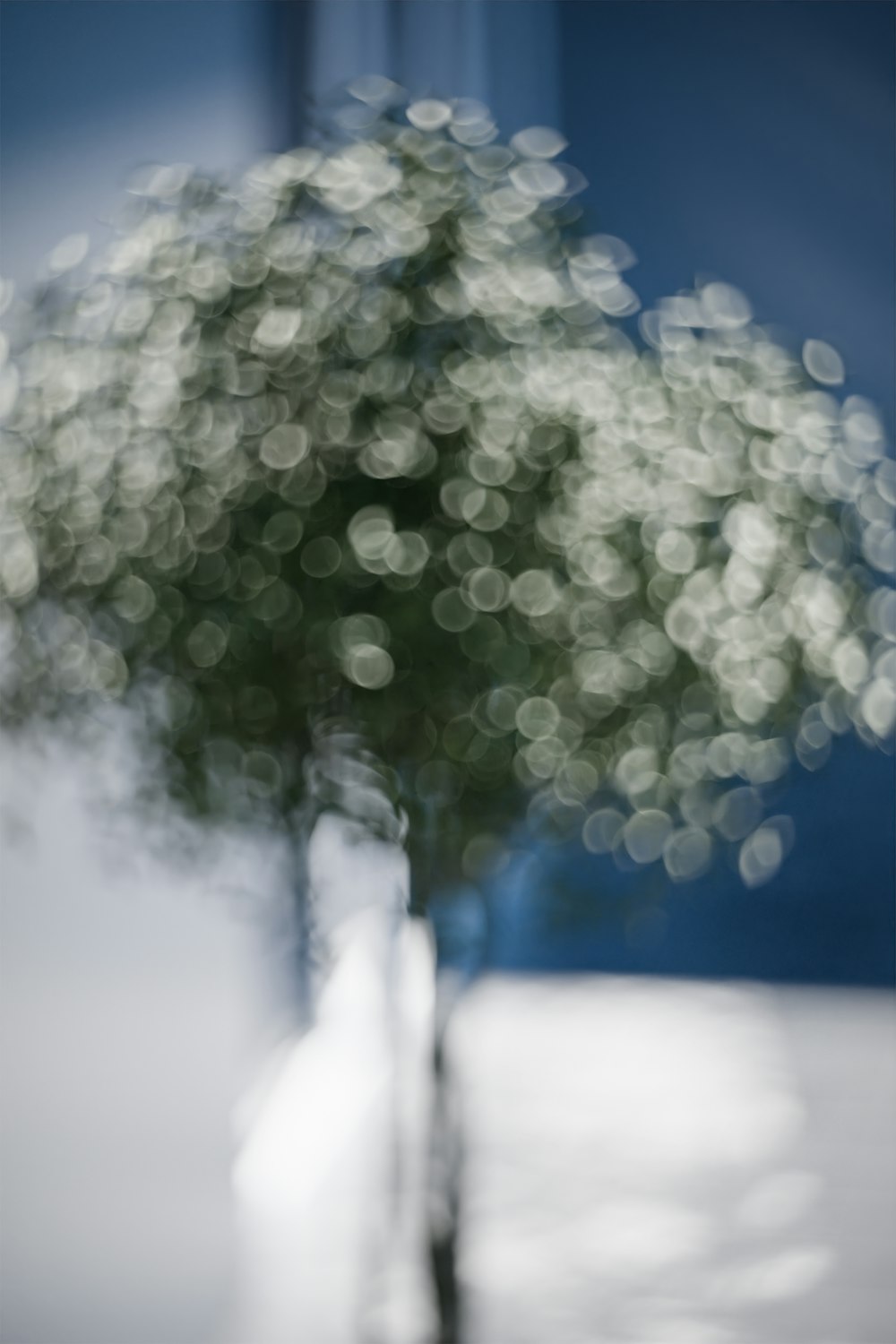 Una foto sfocata di un albero in un vaso