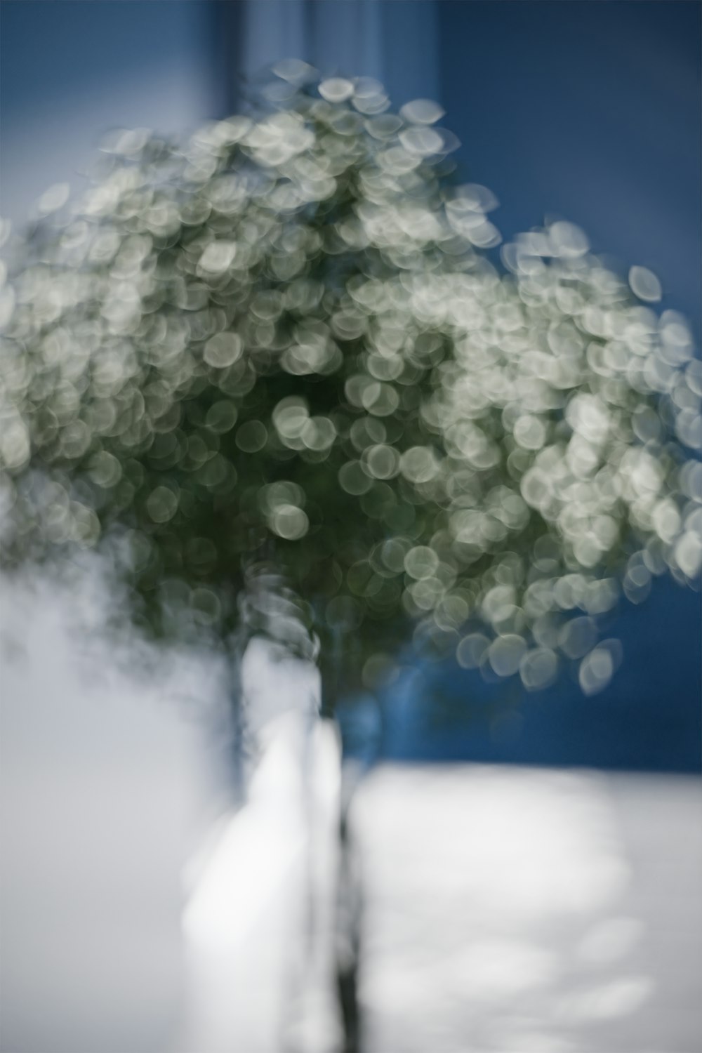 Una foto borrosa de un árbol en un jarrón