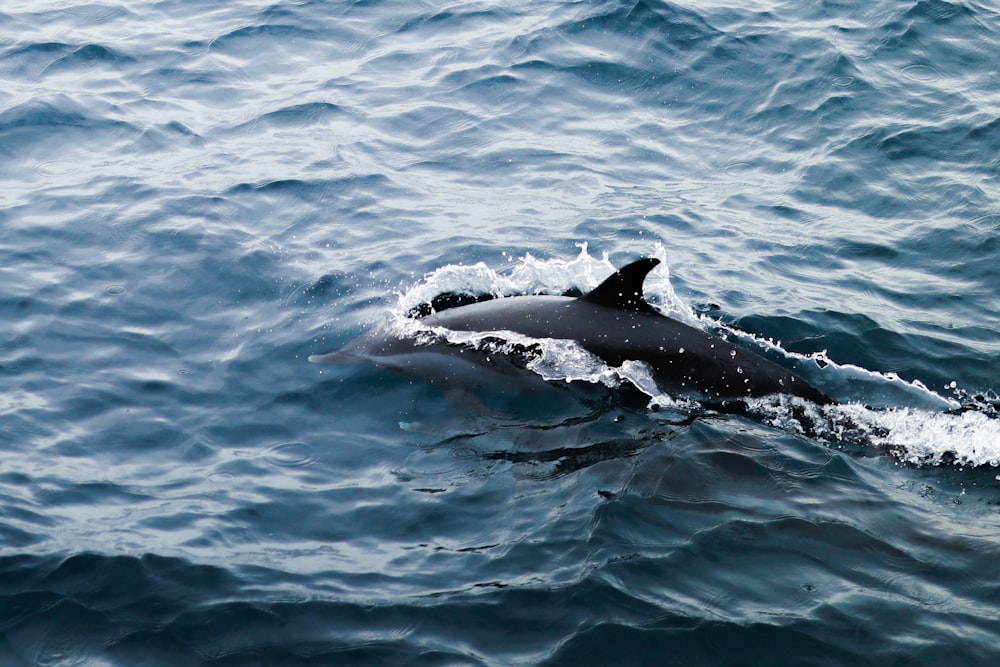 a black and white dolphin swimming in the ocean