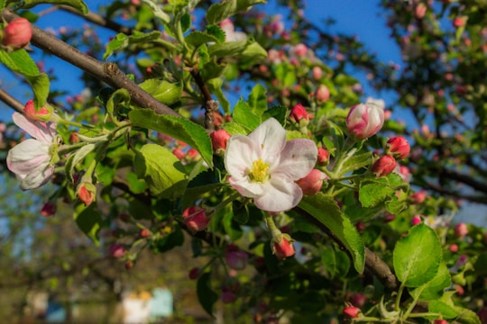 A close-up of blossoming apple trees in a restored orchard under a bright spring sky.