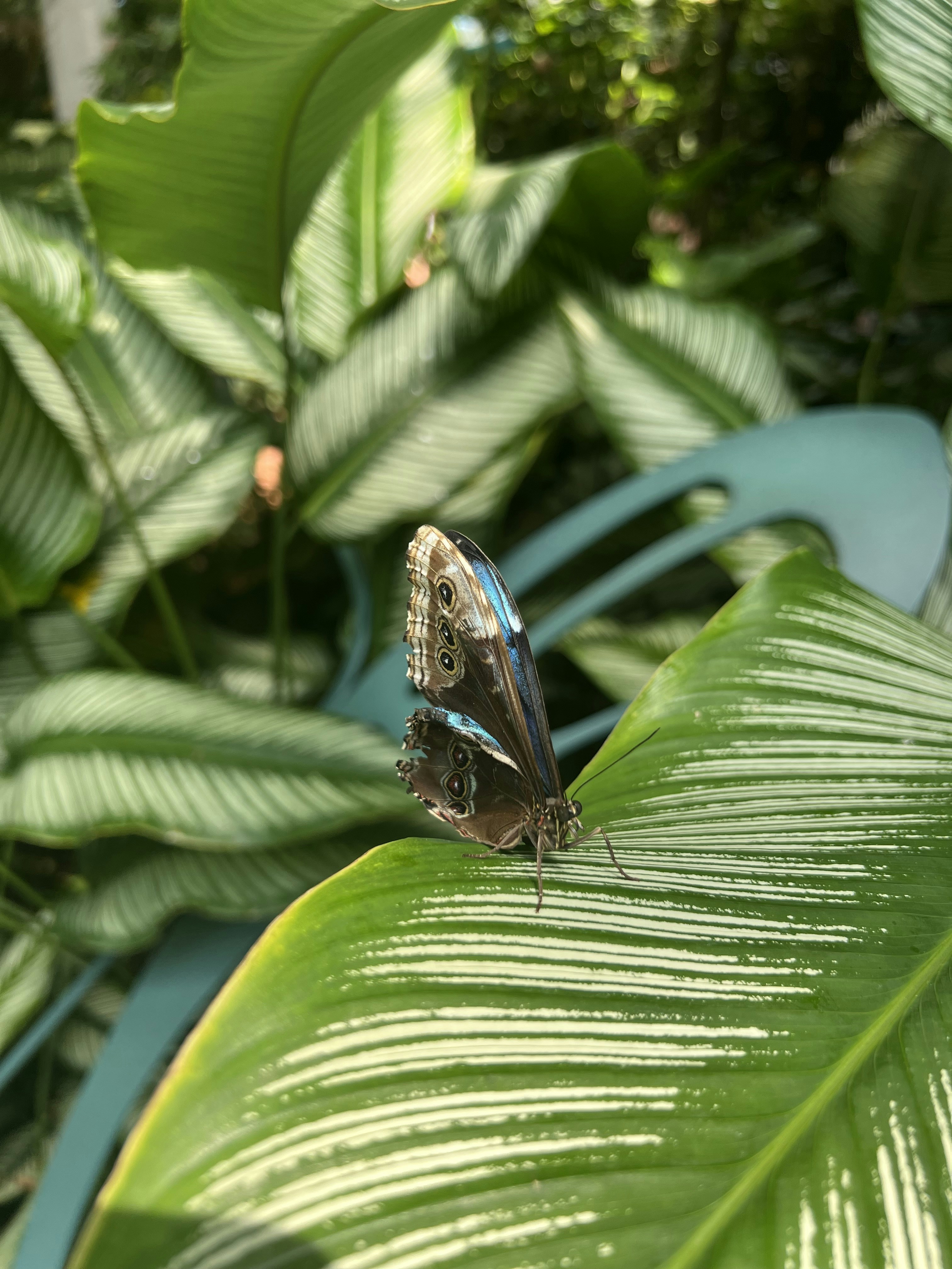a butterfly sitting on top of a green leaf