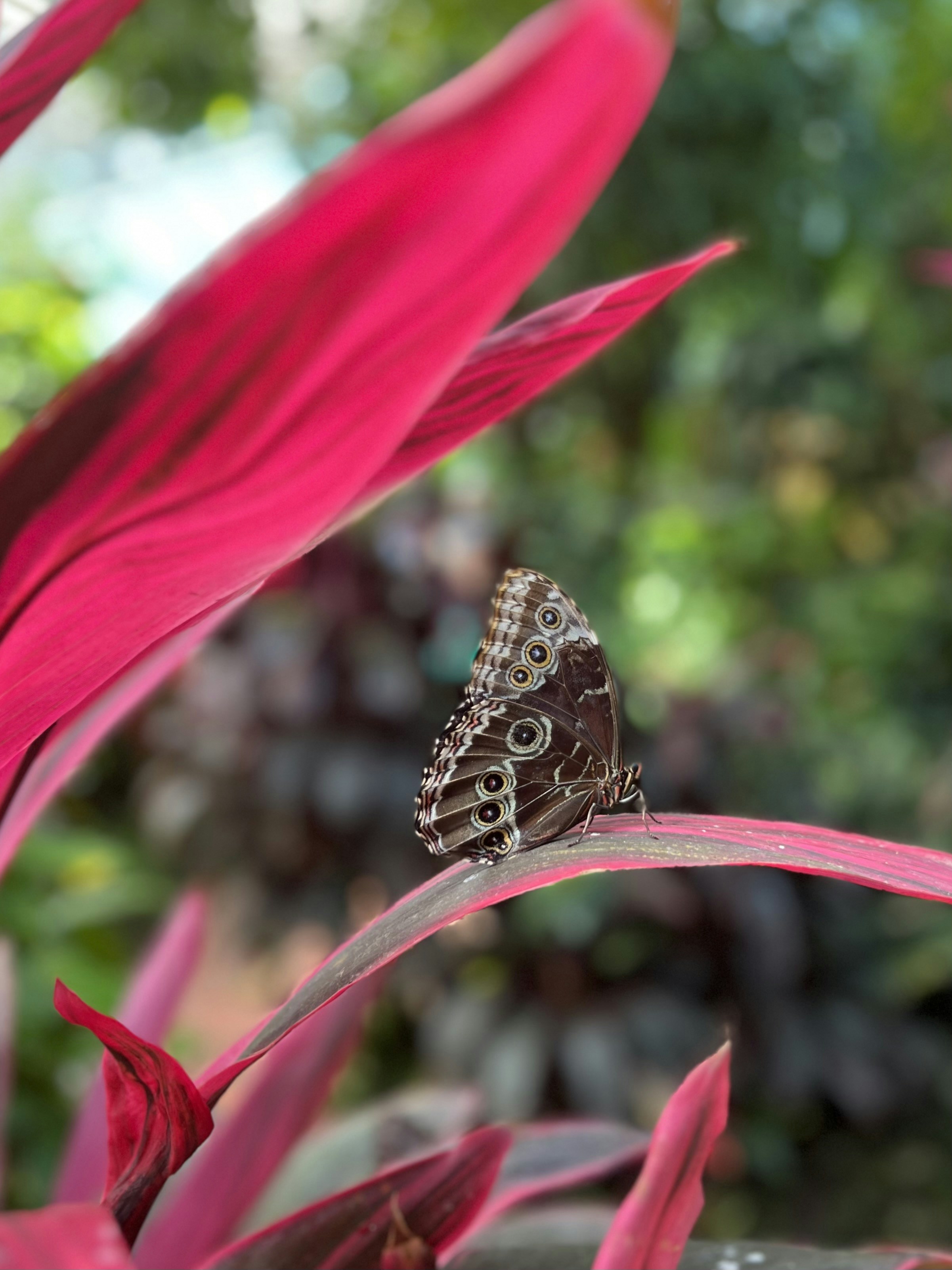 a butterfly sitting on top of a pink flower