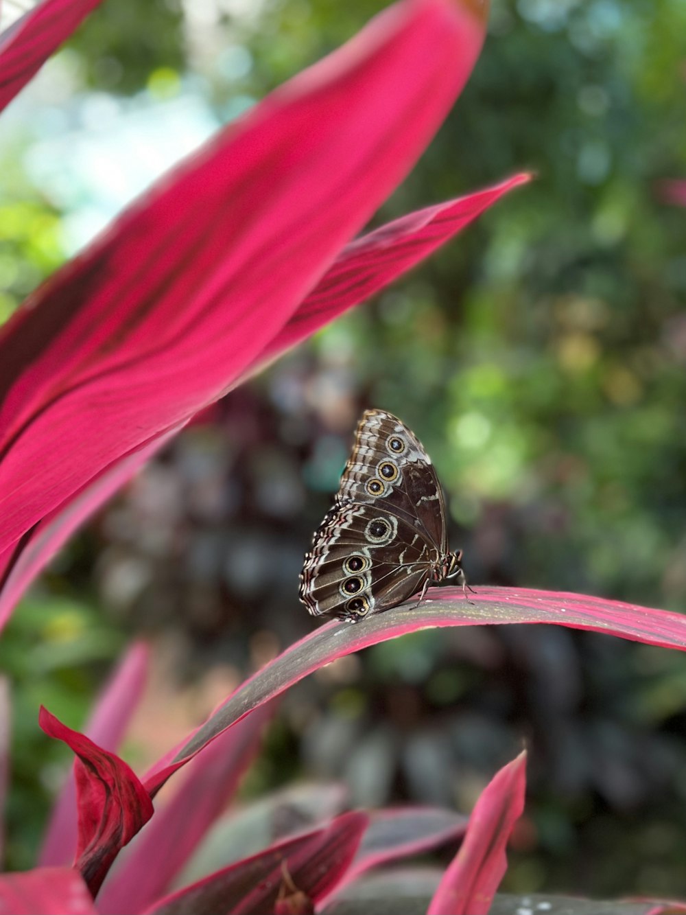 a butterfly sitting on top of a pink flower