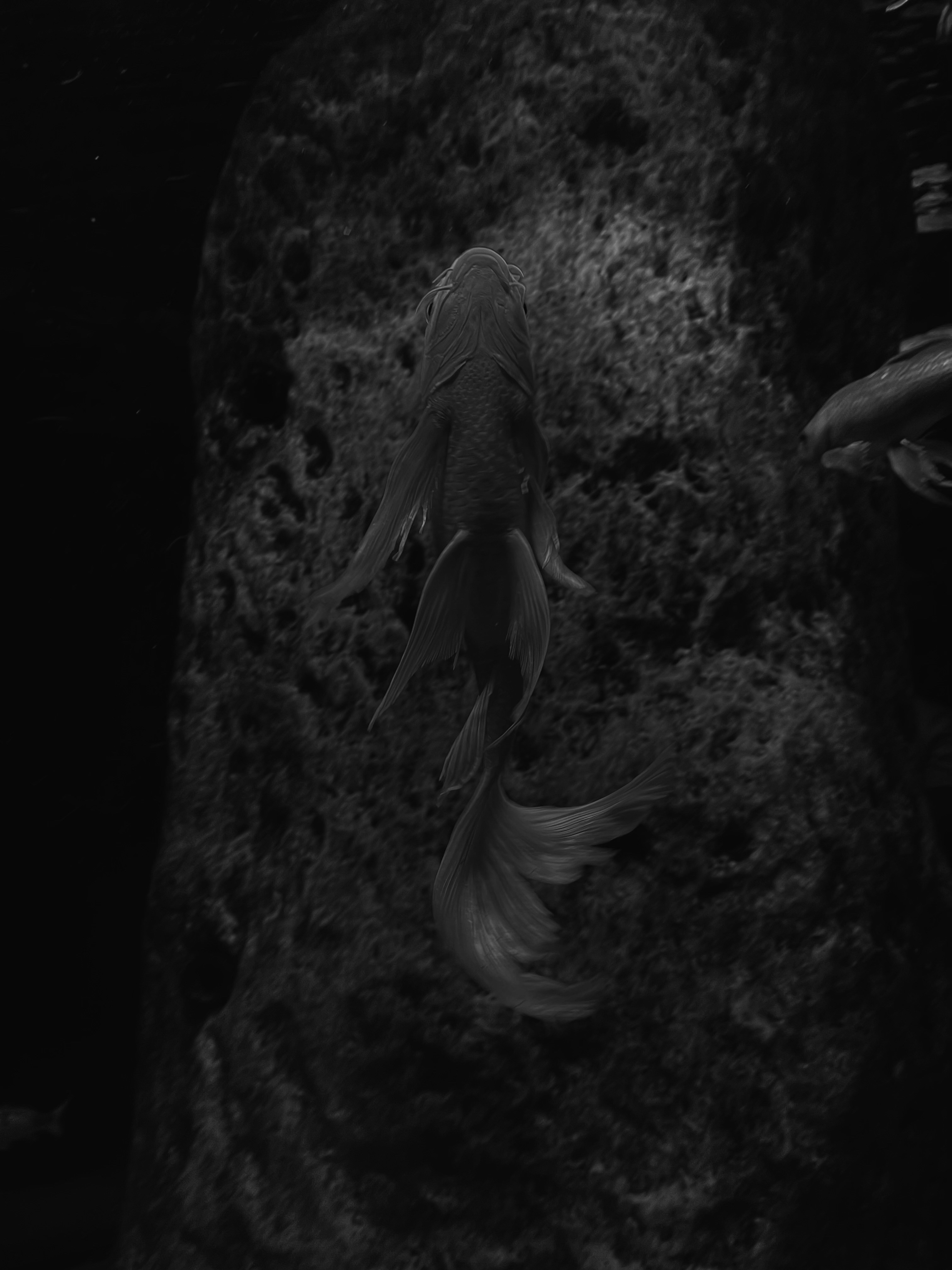 Photo by noemiradini