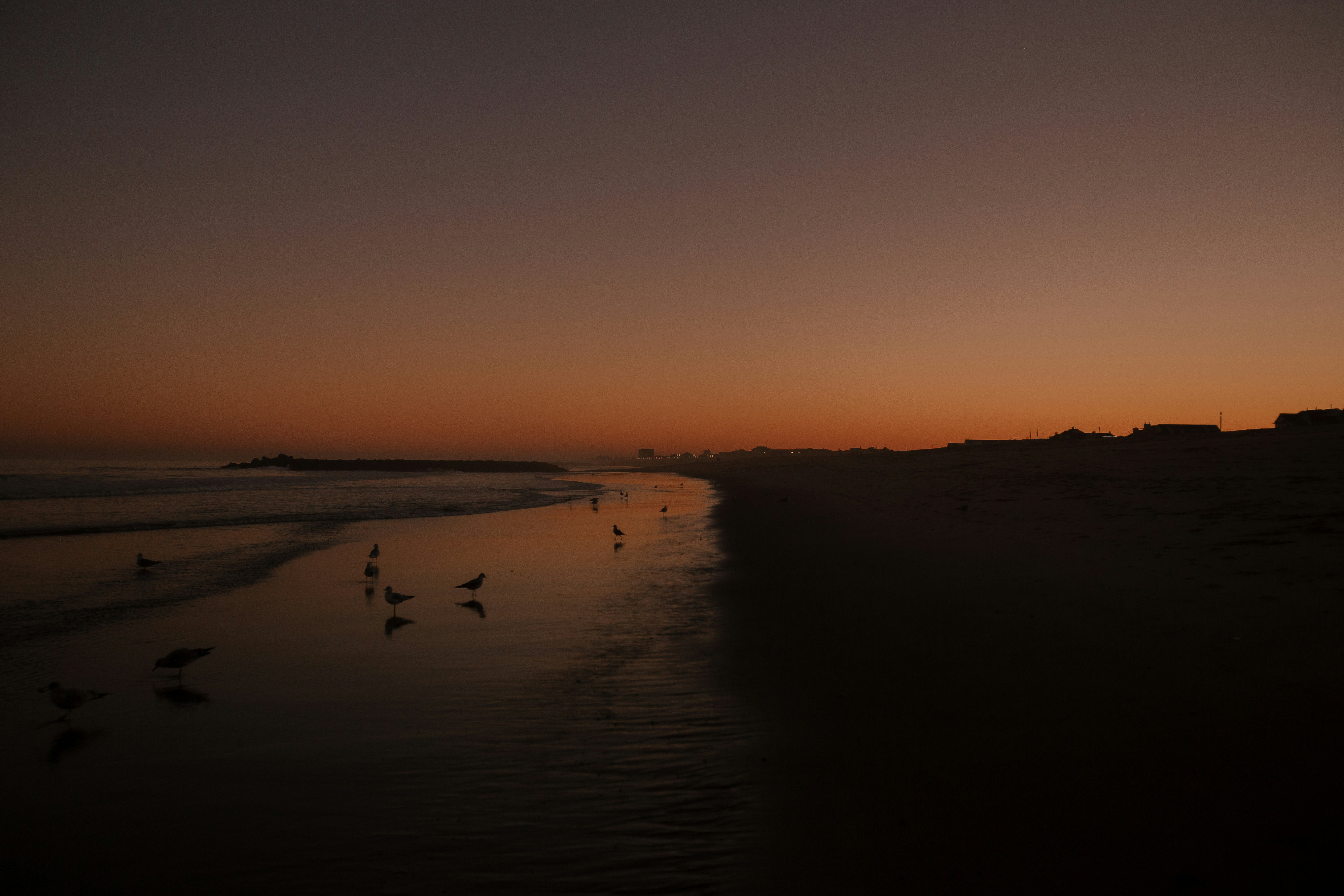 a group of birds standing on top of a sandy beach