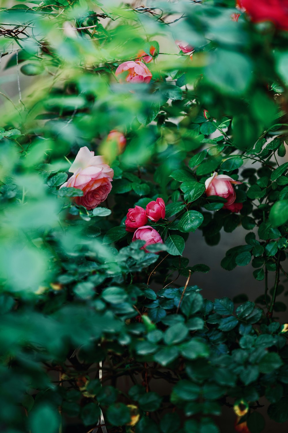 a rose bush with pink flowers and green leaves