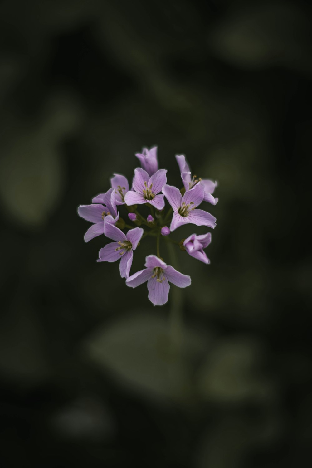 a close up of a purple flower on a stem