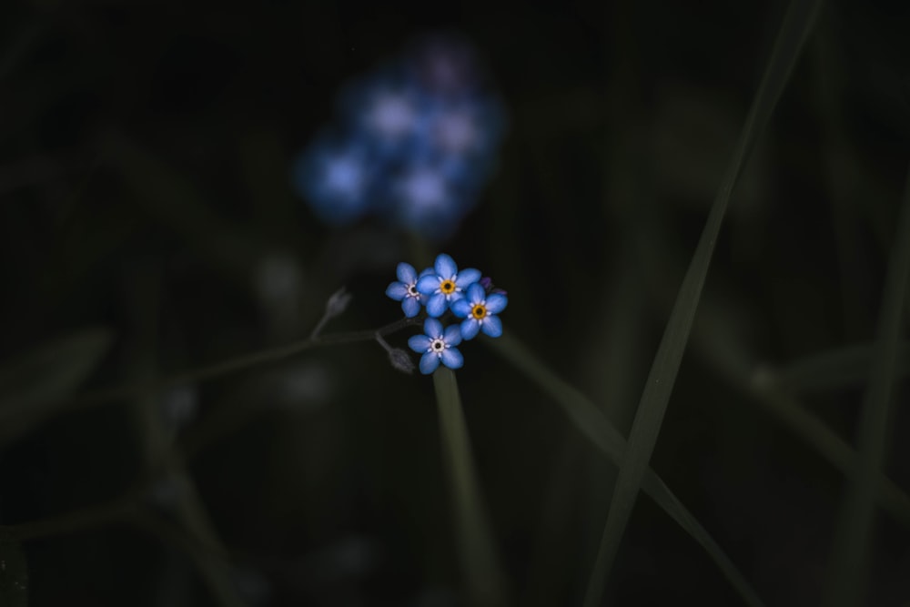 um par de flores azuis sentado no topo de um campo verde exuberante
