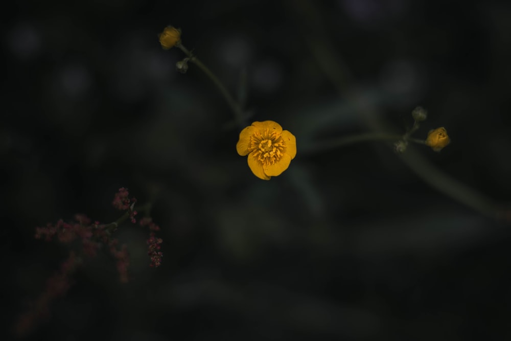 a yellow flower with a black background