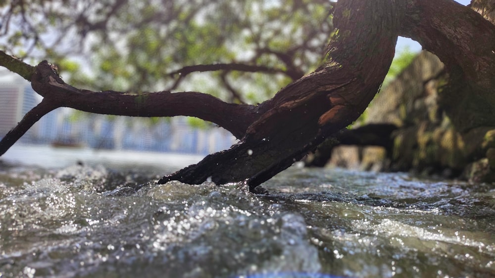 a close up of a tree branch in the water