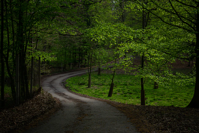 A winding path through a lush forest symbolizing the journey toward our mission.