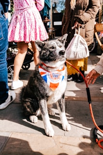 A dog wearing a colorful bandana sits calmly on a paved street surrounded by a group of people. The bandana is decorated with a red, white, and blue design. Various people are seen standing nearby, some holding shopping bags, and a person is holding the dog's leash.
