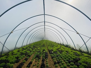 a large greenhouse filled with lots of green plants