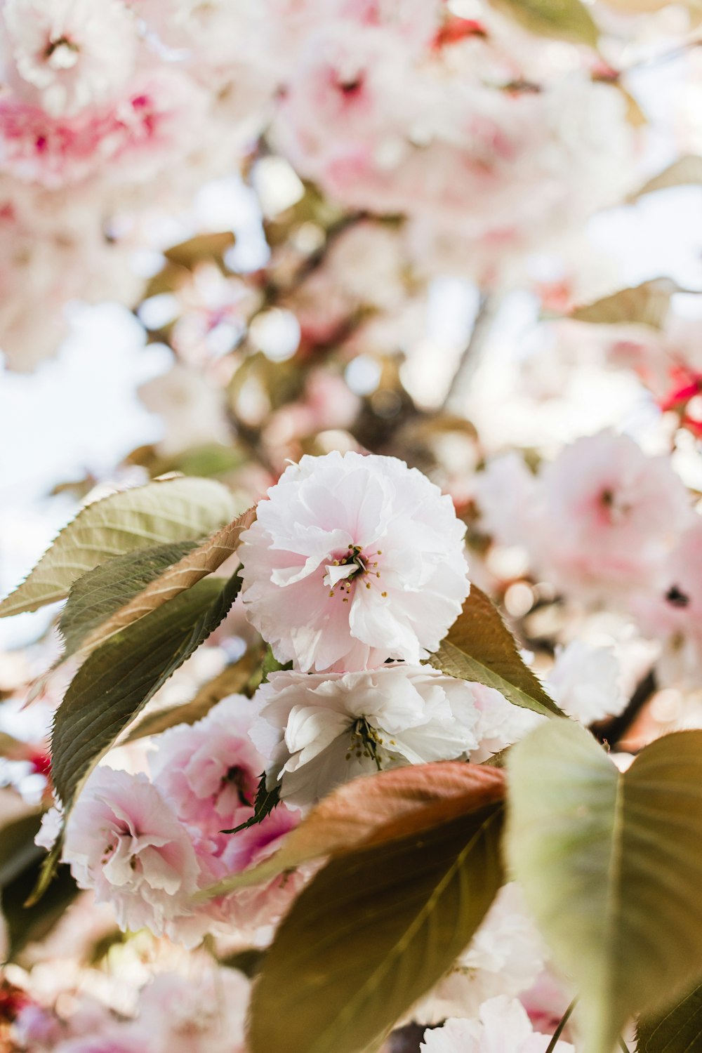 a bunch of flowers that are on a tree