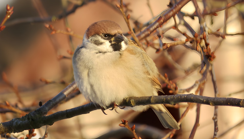 Un pequeño pájaro encaramado en la rama de un árbol