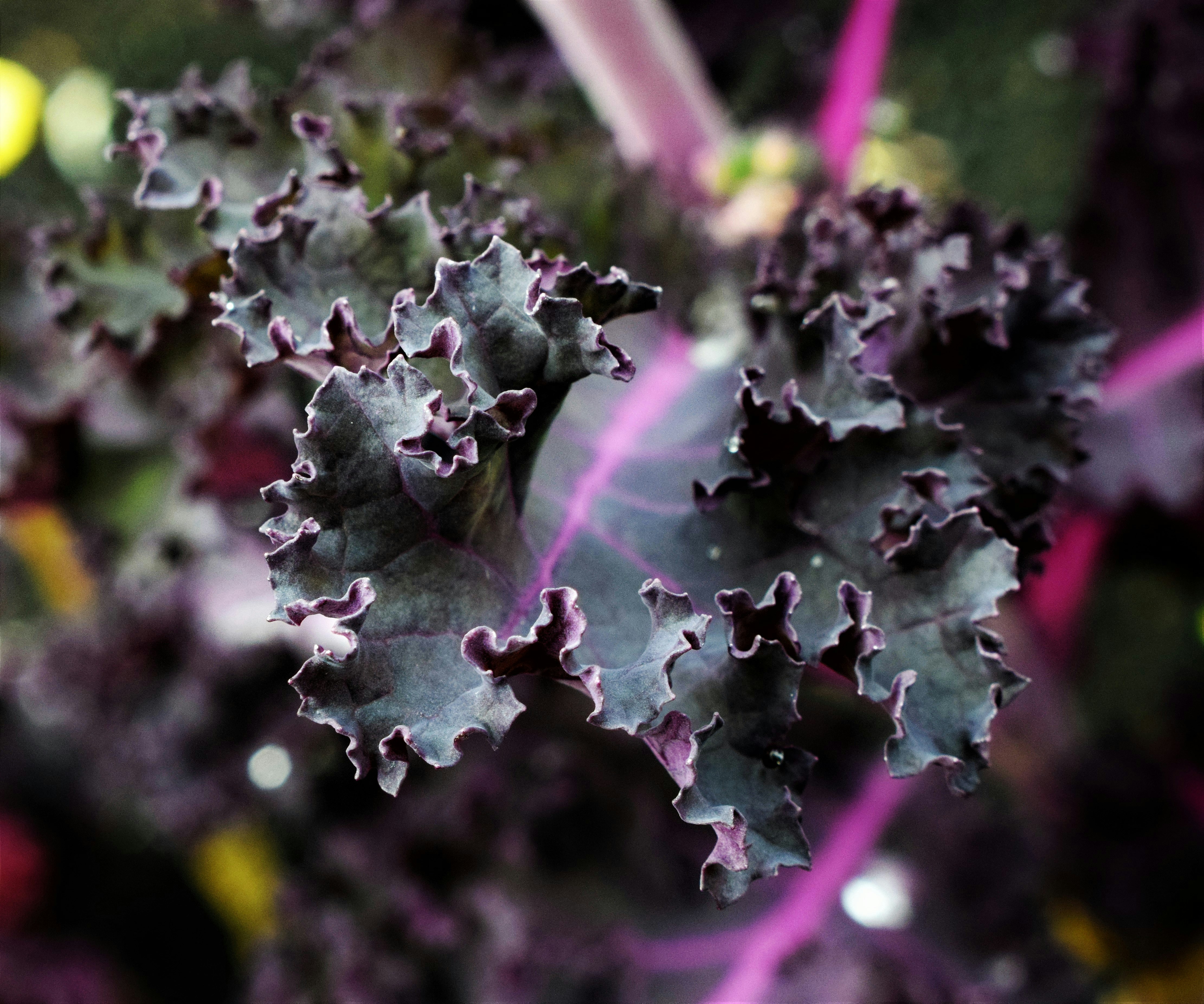 a close up of a bunch of purple lettuce