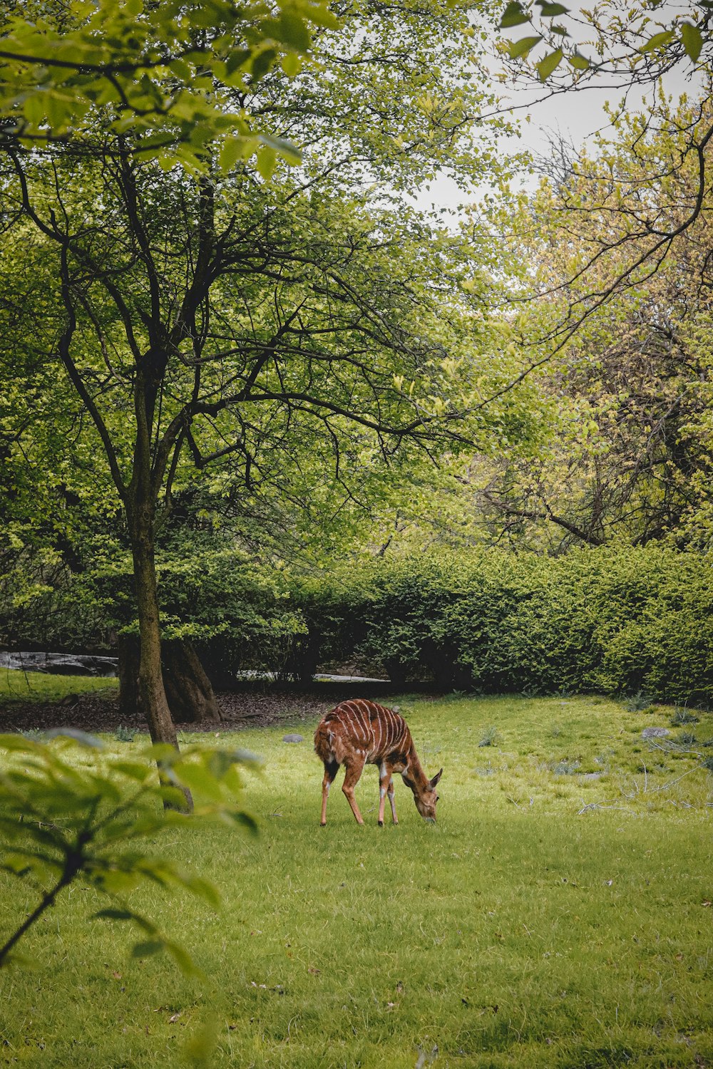 a deer grazing in a field next to a tree