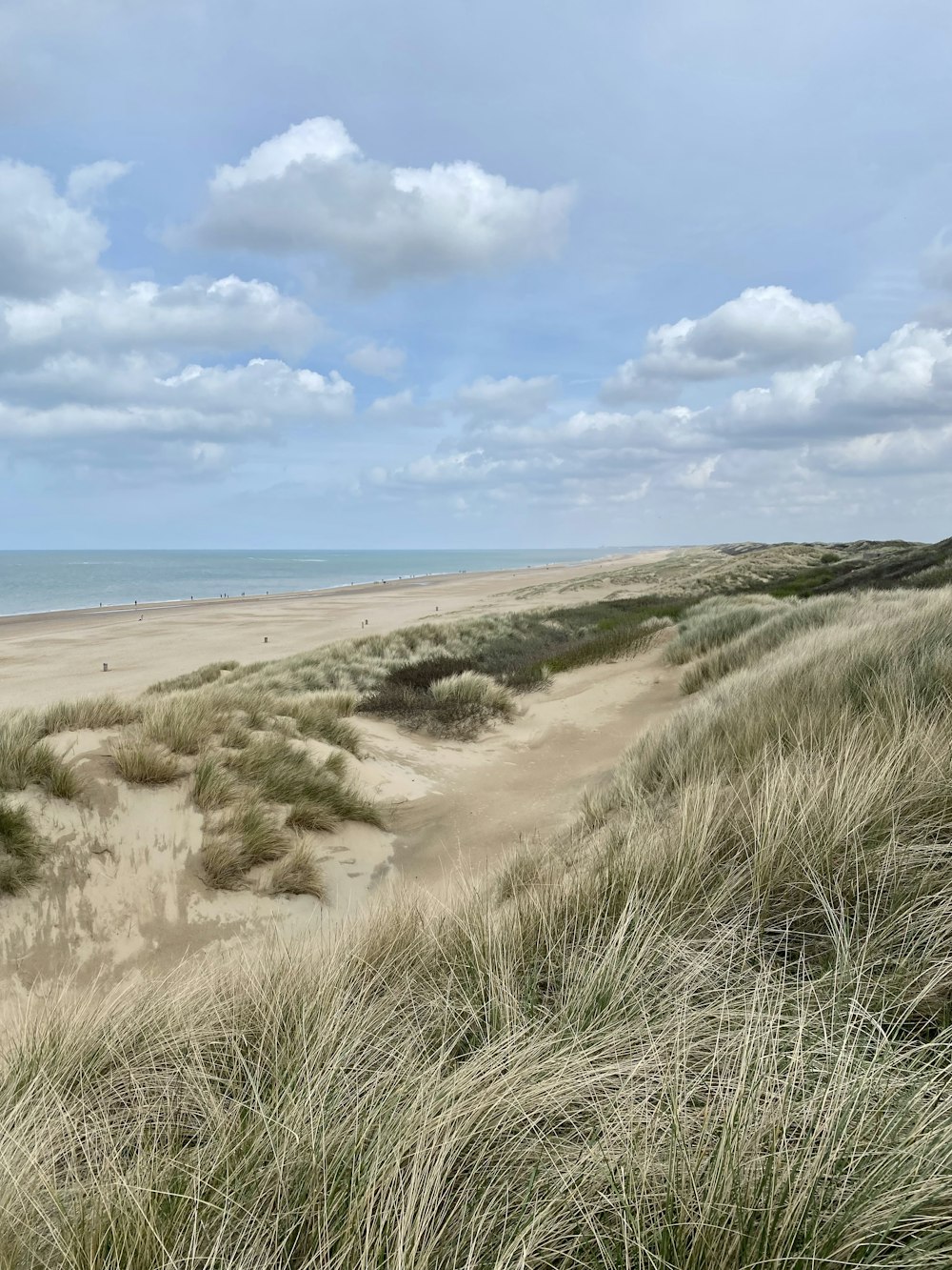 une plage de sable avec de hautes herbes et un ciel bleu