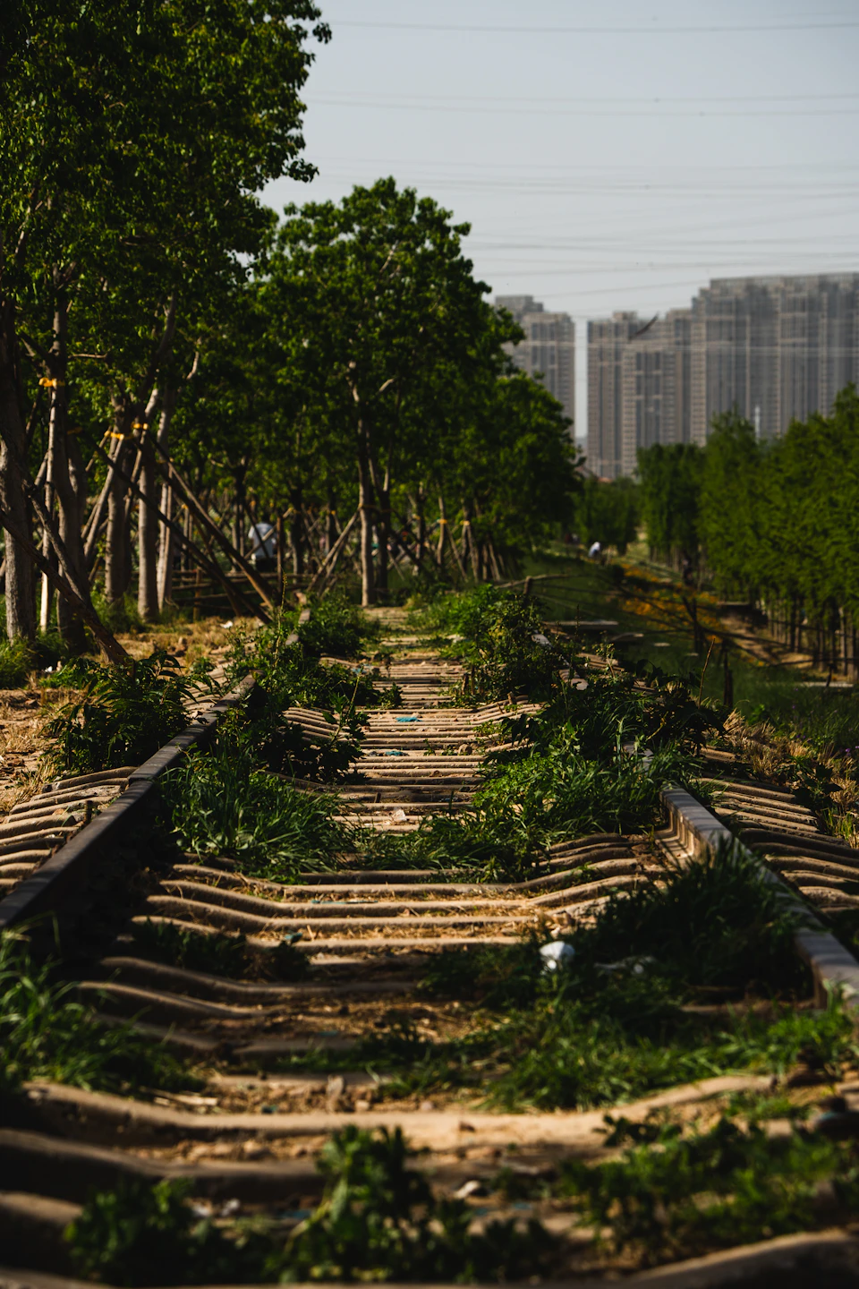 The image depicts a train track winding through a lush, green landscape. The track is made of wooden planks and is surrounded by an abundance of trees with verdant leaves. In the distance, there are buildings that add depth to the scene. The sky above is clear blue, suggesting a bright and sunny day.