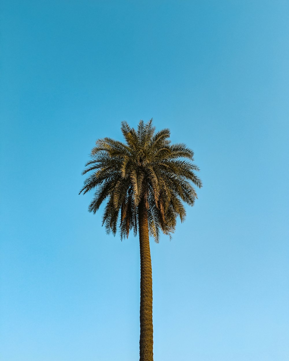 a tall palm tree against a blue sky