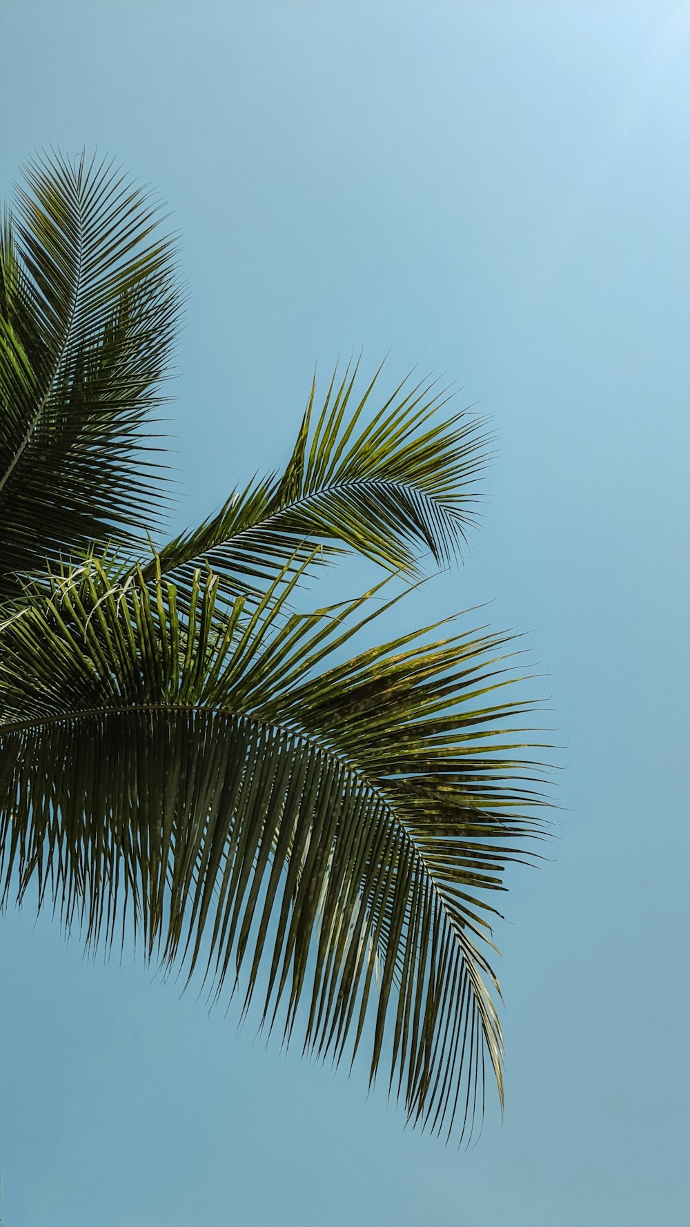 a palm tree with a blue sky in the background