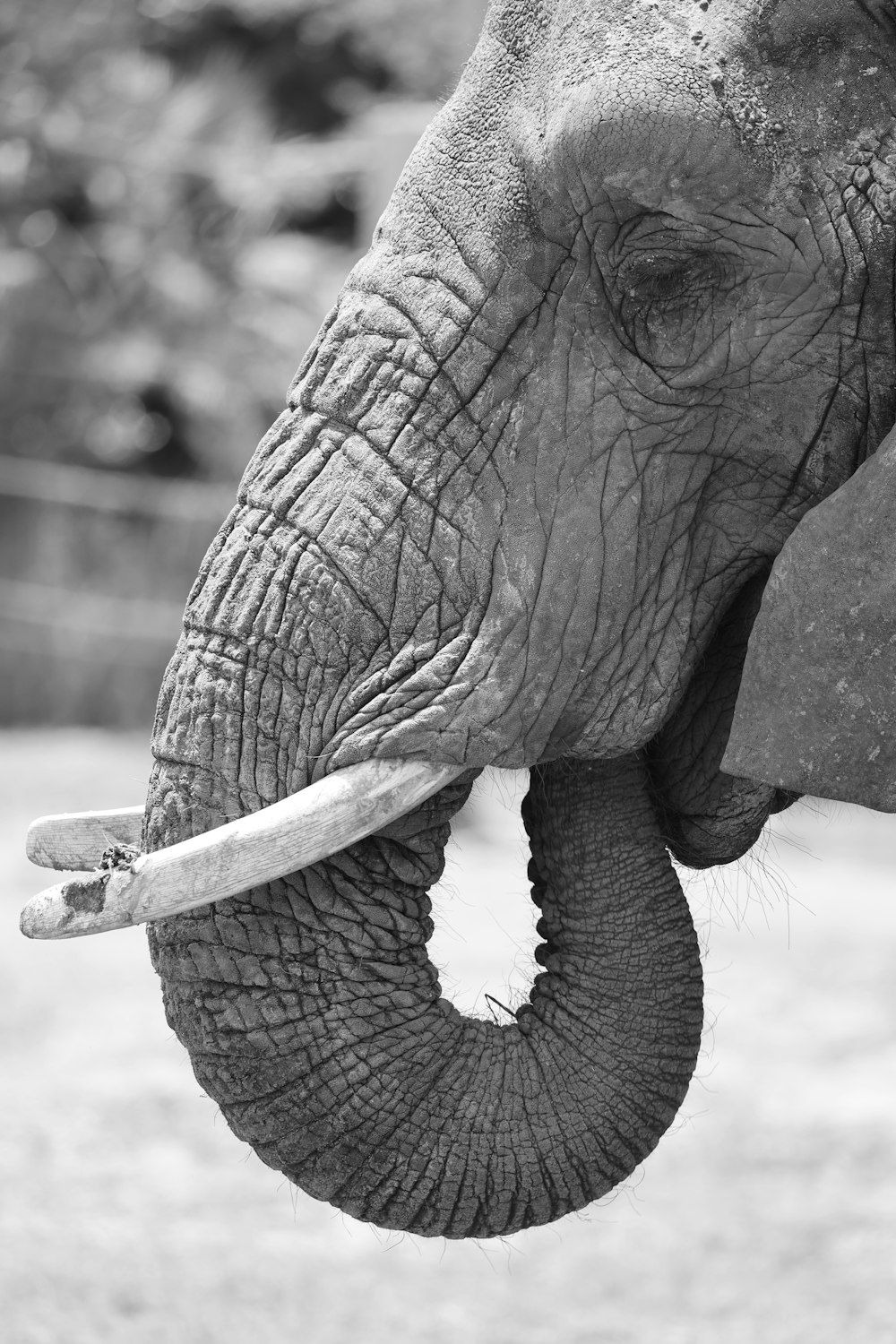 a close up of an elephant with its trunk in its mouth