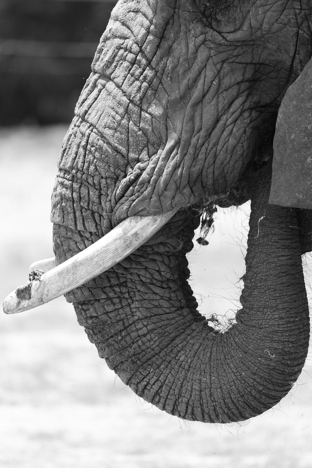 a close up of the trunk of an elephant