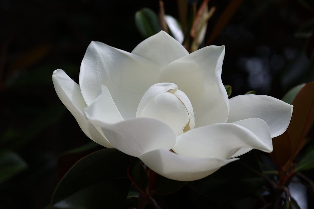 a white flower with green leaves in the background