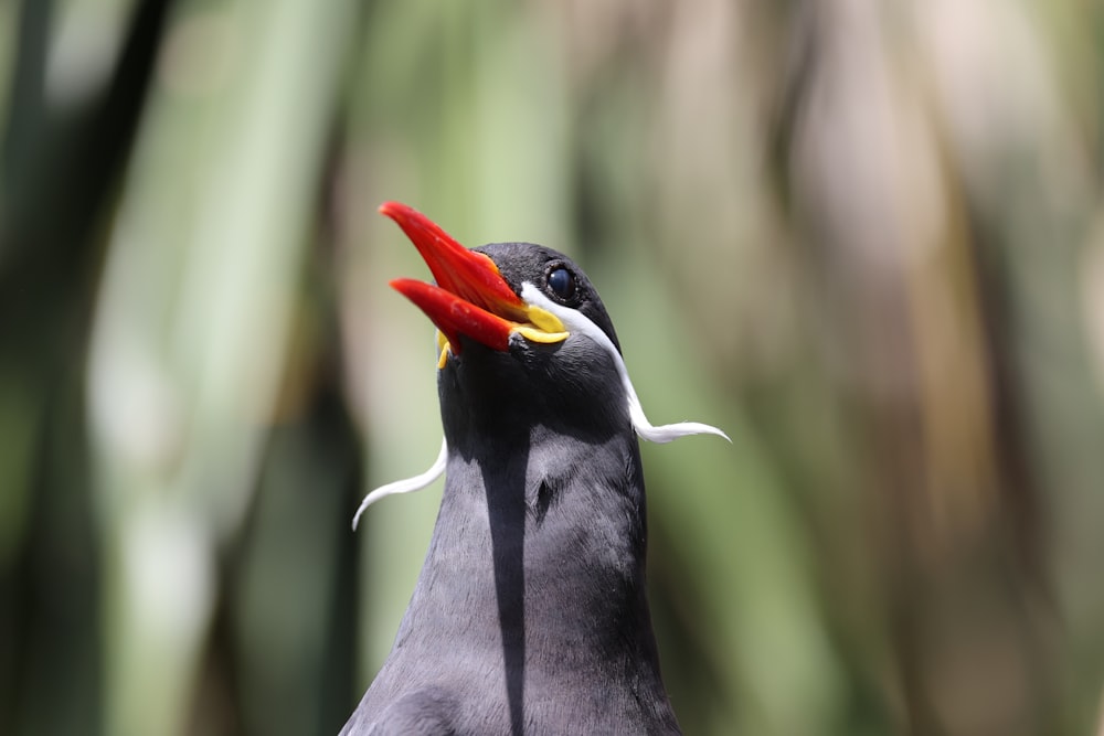 a close up of a bird with a red and yellow beak