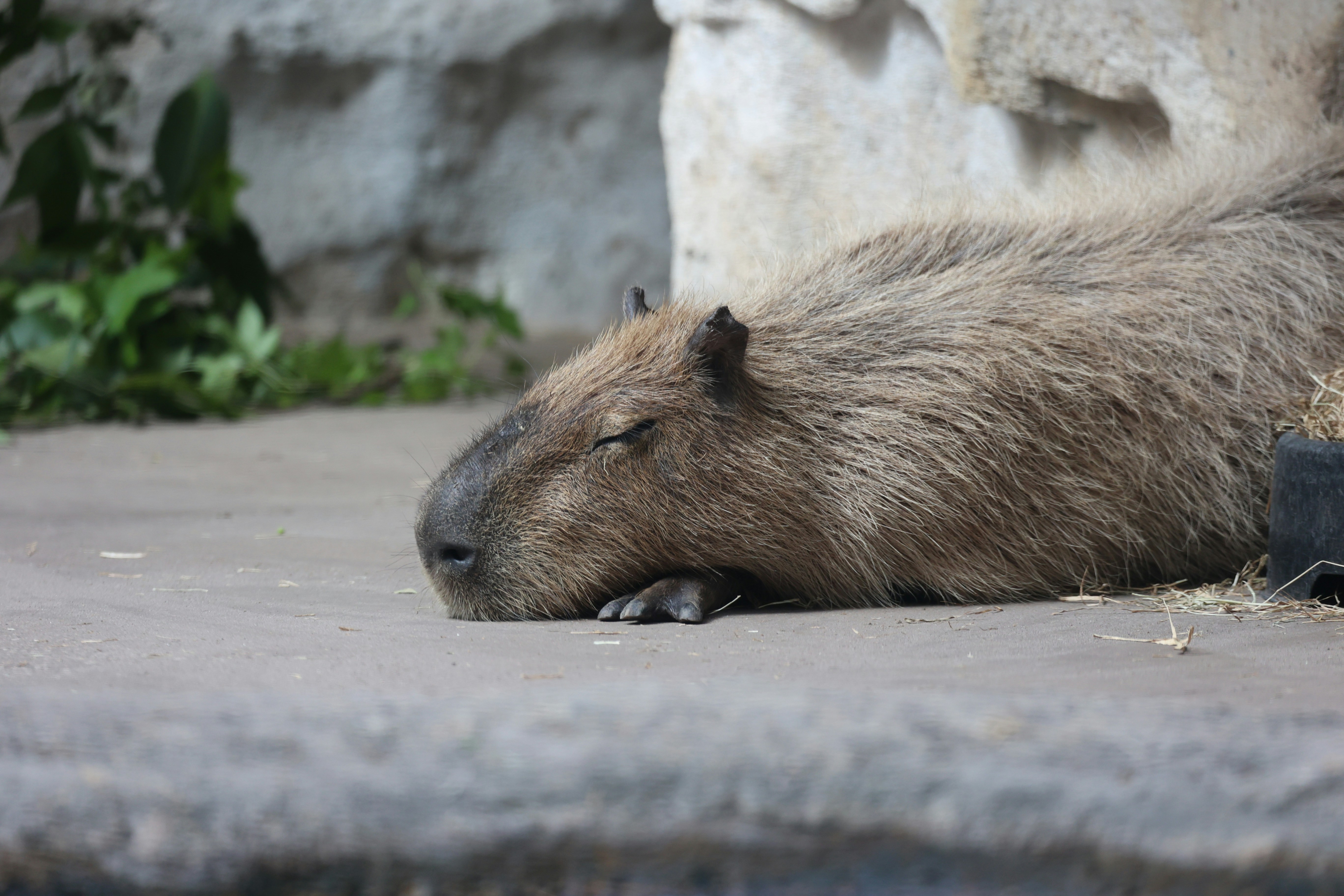 Places to Pet a Capybara in California
