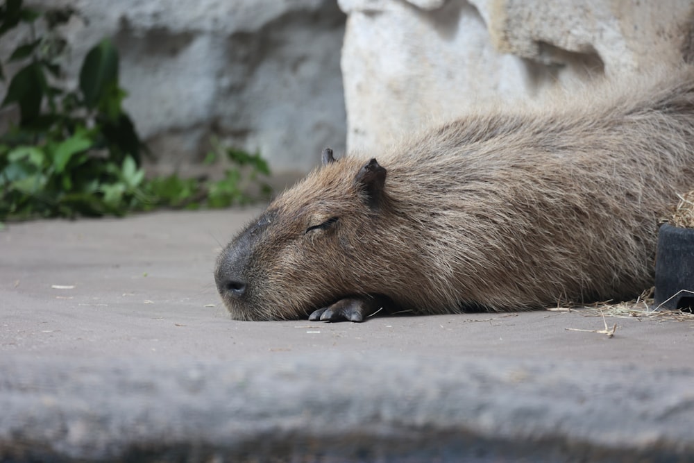 a capybara sleeping on the ground in a zoo enclosure