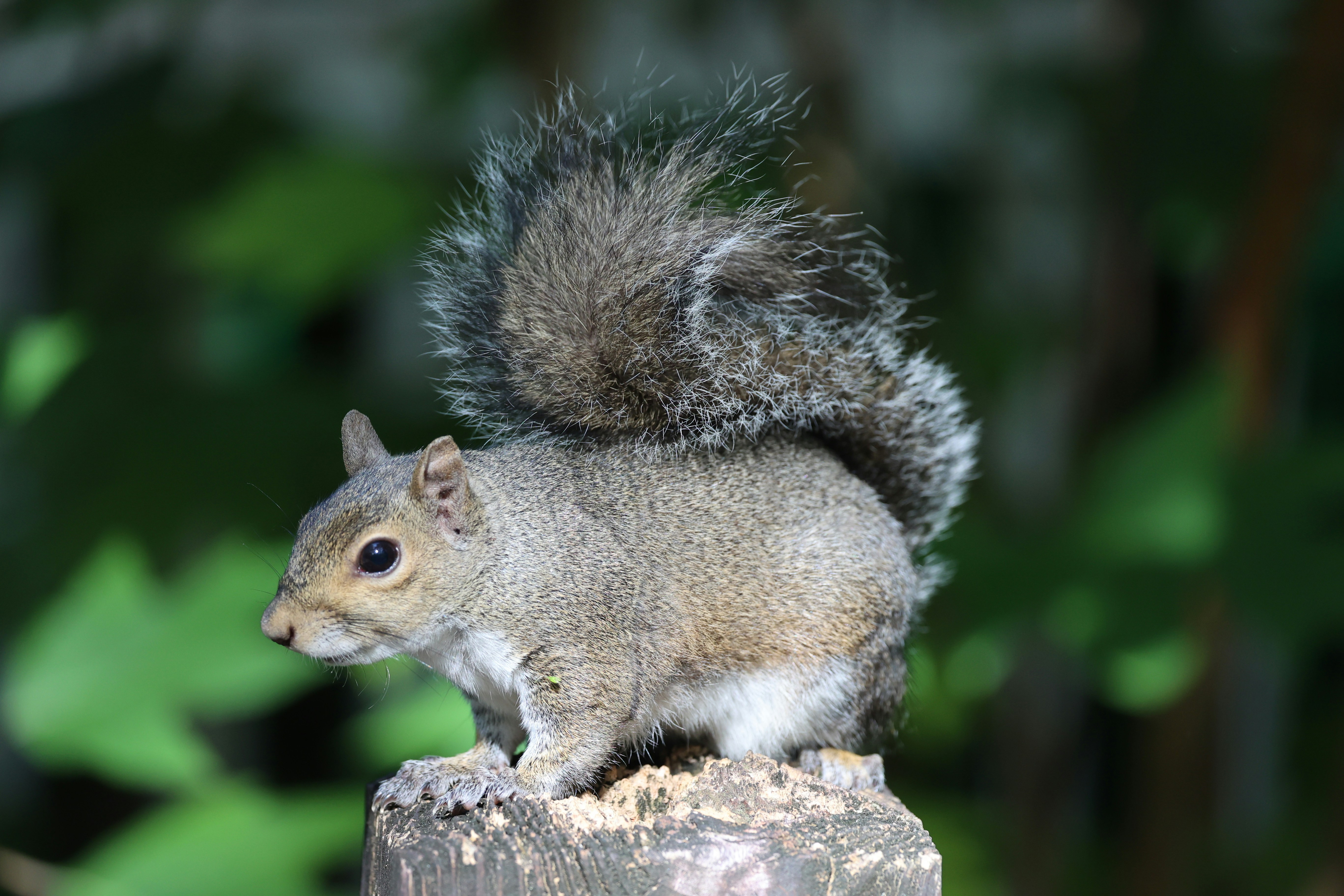 Photo by thephotochad