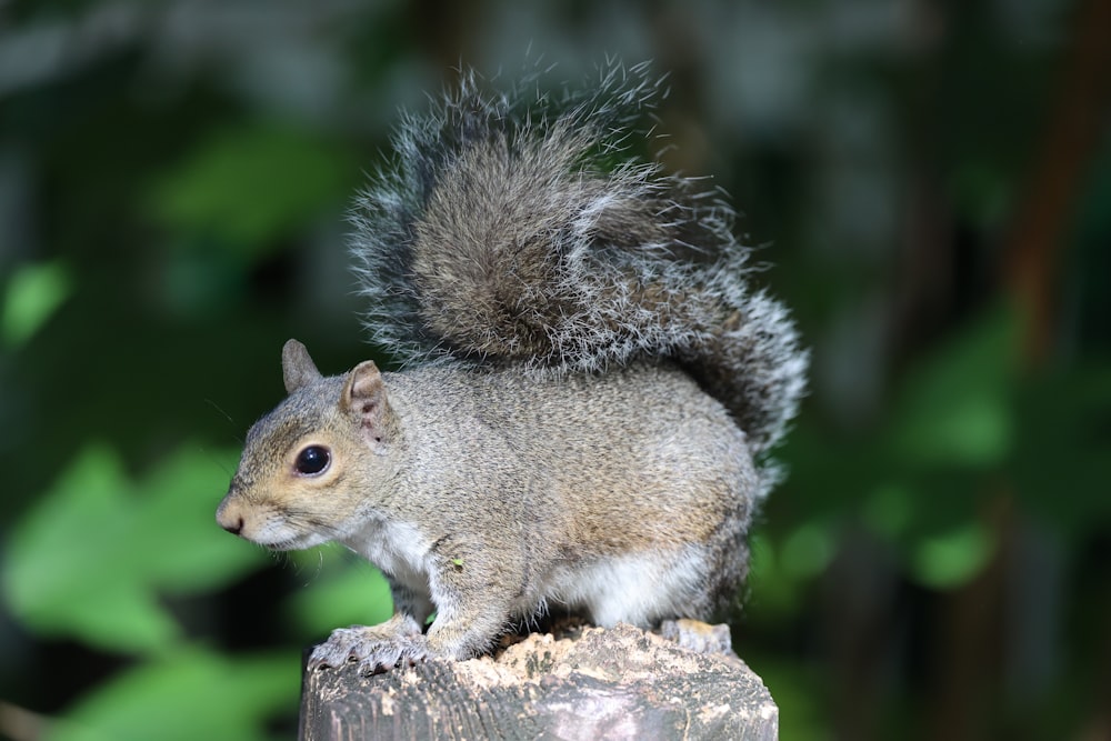 a squirrel is sitting on top of a wooden post