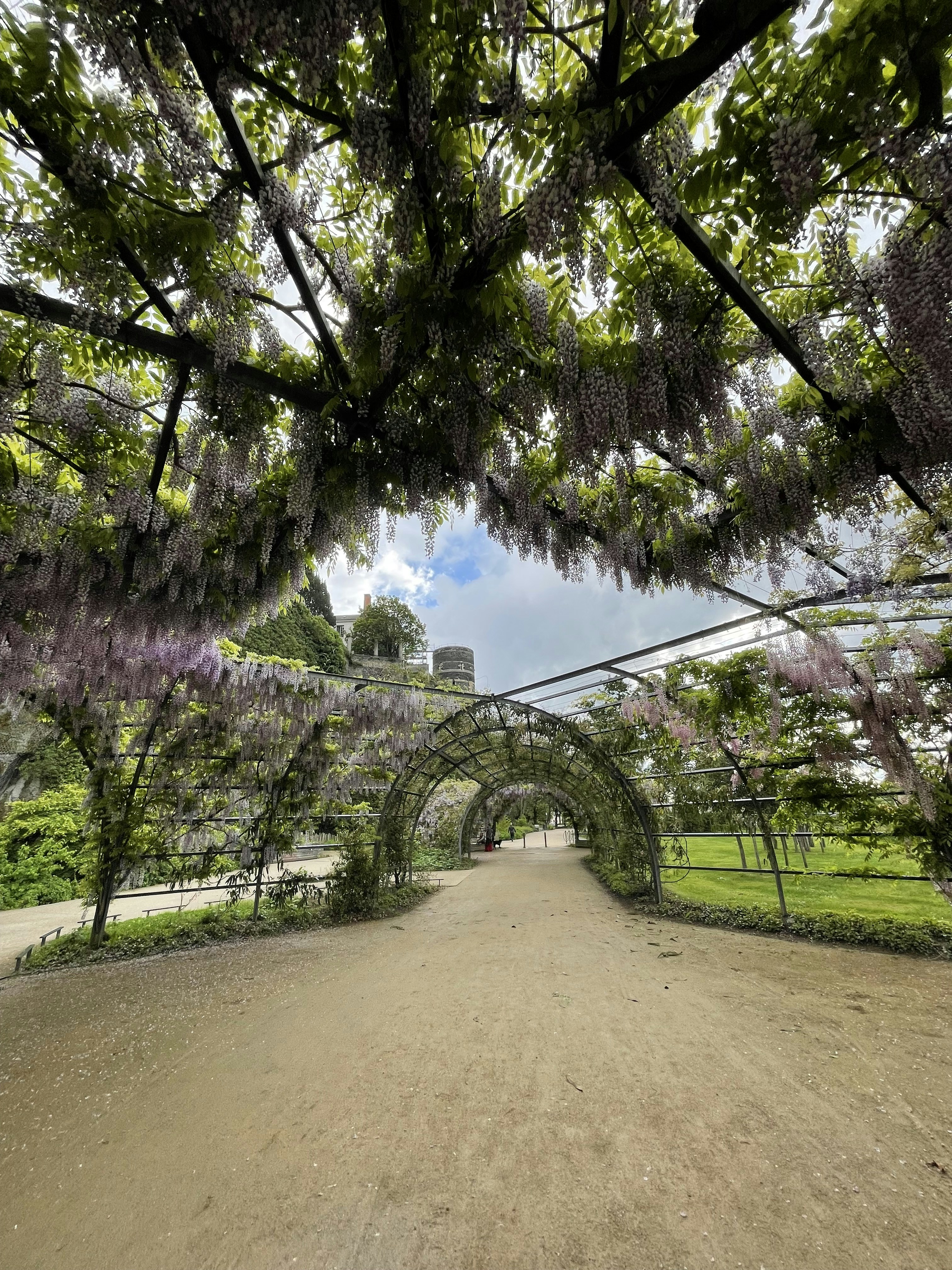 Una pasarela en un parque cubierto de flores púrpuras
