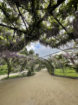 a walkway in a park covered in purple flowers