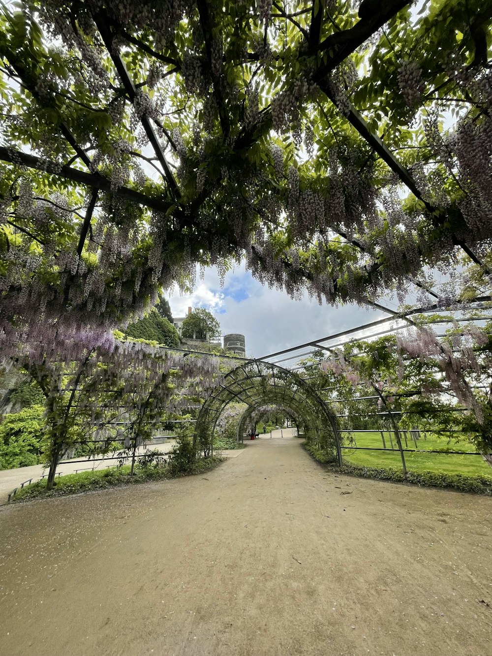 a walkway in a park covered in purple flowers