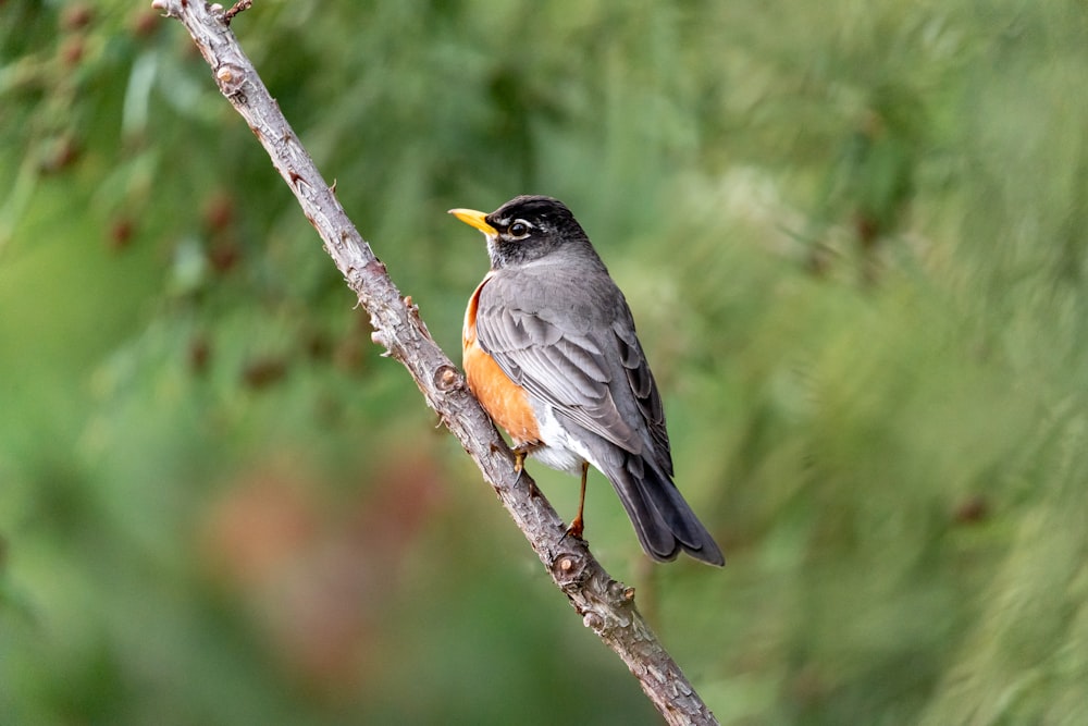 a small bird perched on a tree branch