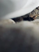 Close-up of a cat comfortably resting on a soft blanket during a behavioural assessment.